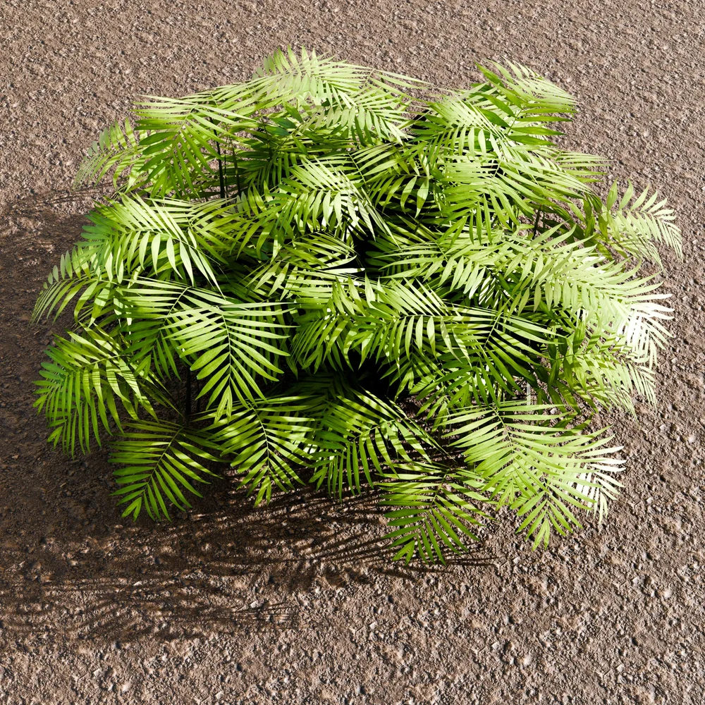 Plant Parlor Palm In The Wild
