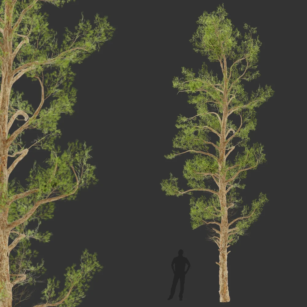 Tall Tree-Game Ready