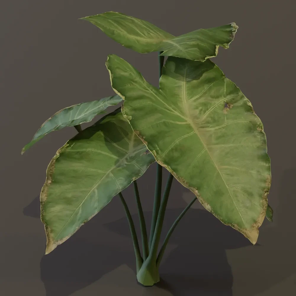Elephant Ear Taro Plant Small