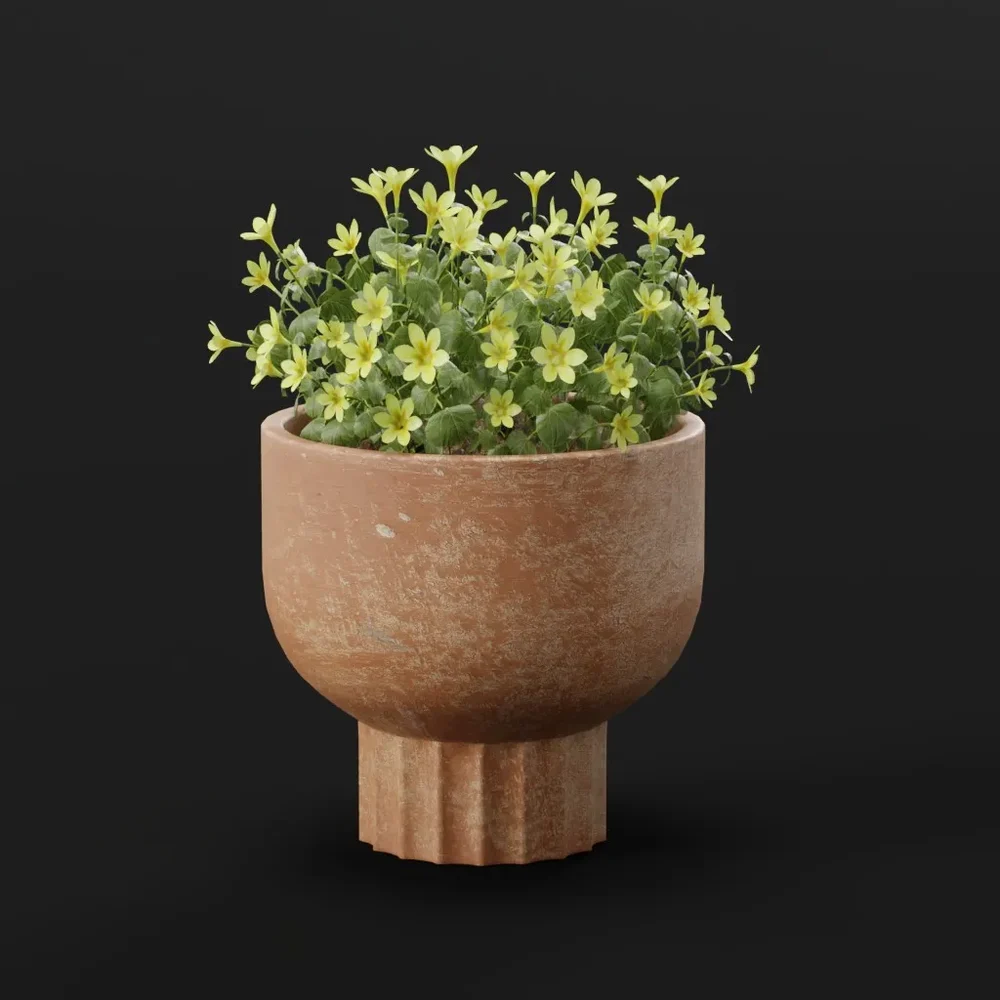 Yellow Flower Plant In Terracotta Pot
