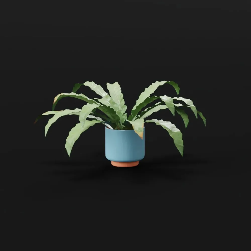 Hart Tongue Fern Smal Potted