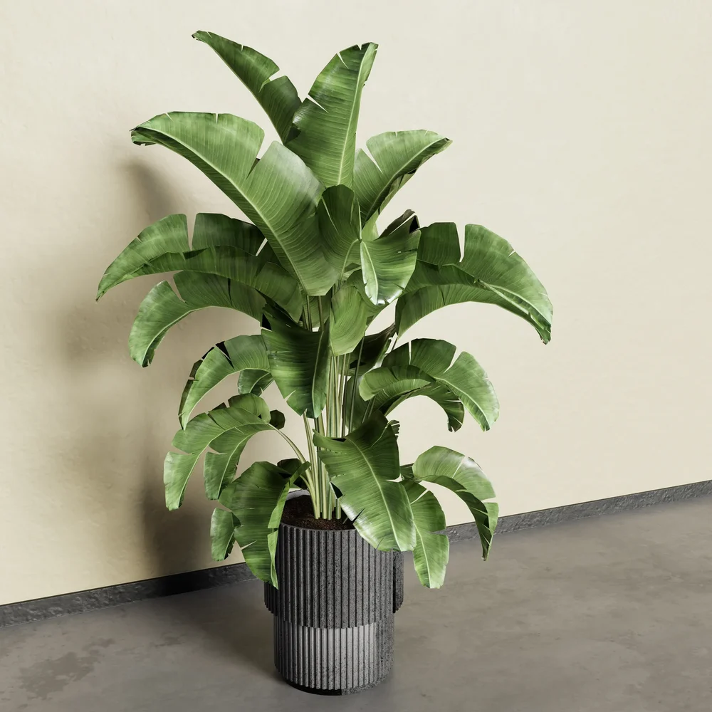 Banana Plant
