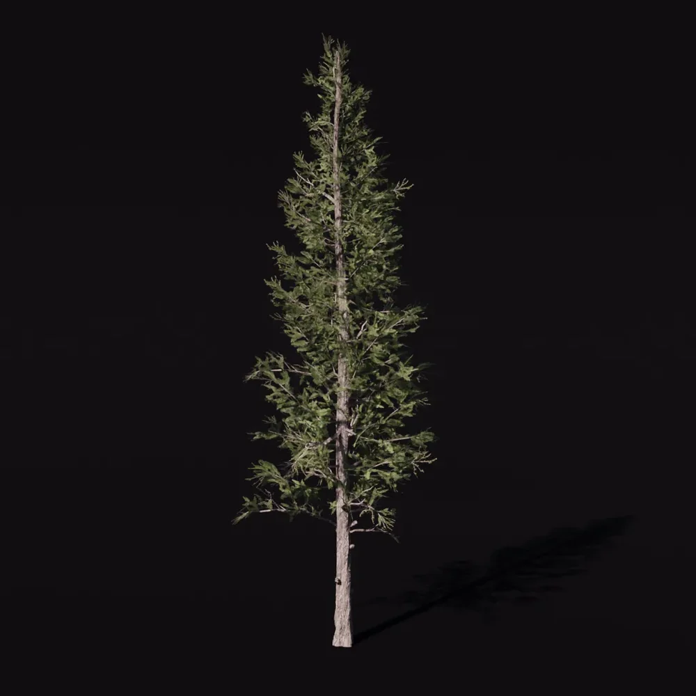 Tree Larchsiberian Green A2