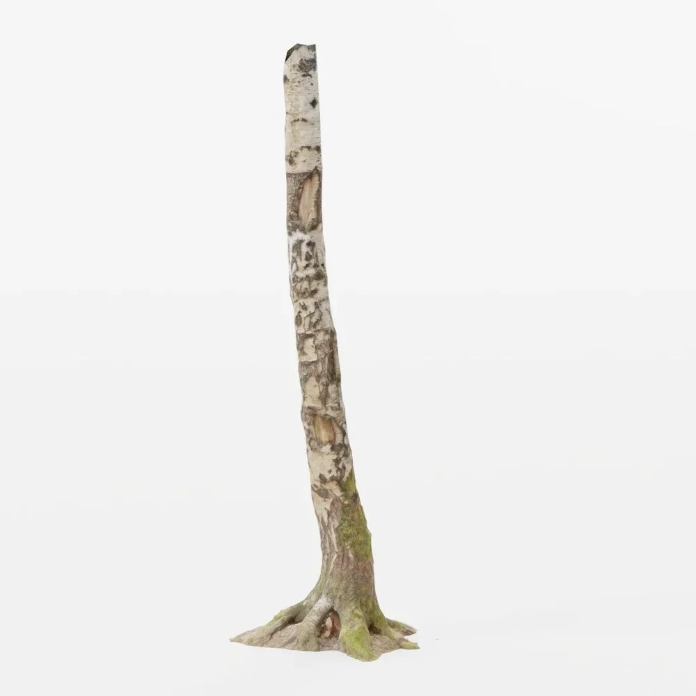 Birch Tree Trunk Forest Pbr Scan 03