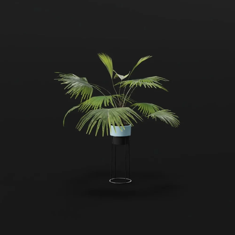 Chinese Palm Young Plant Potted