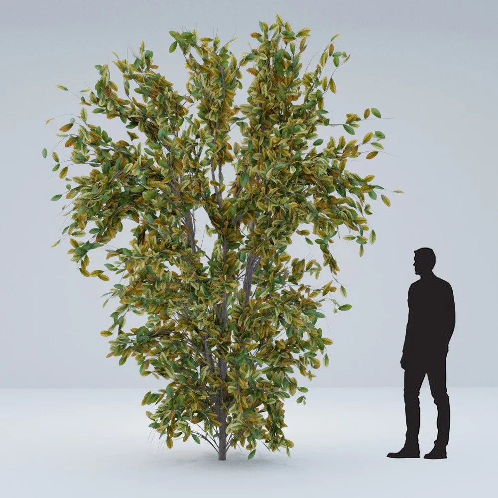 Cherry Laurel Tree Or Bush