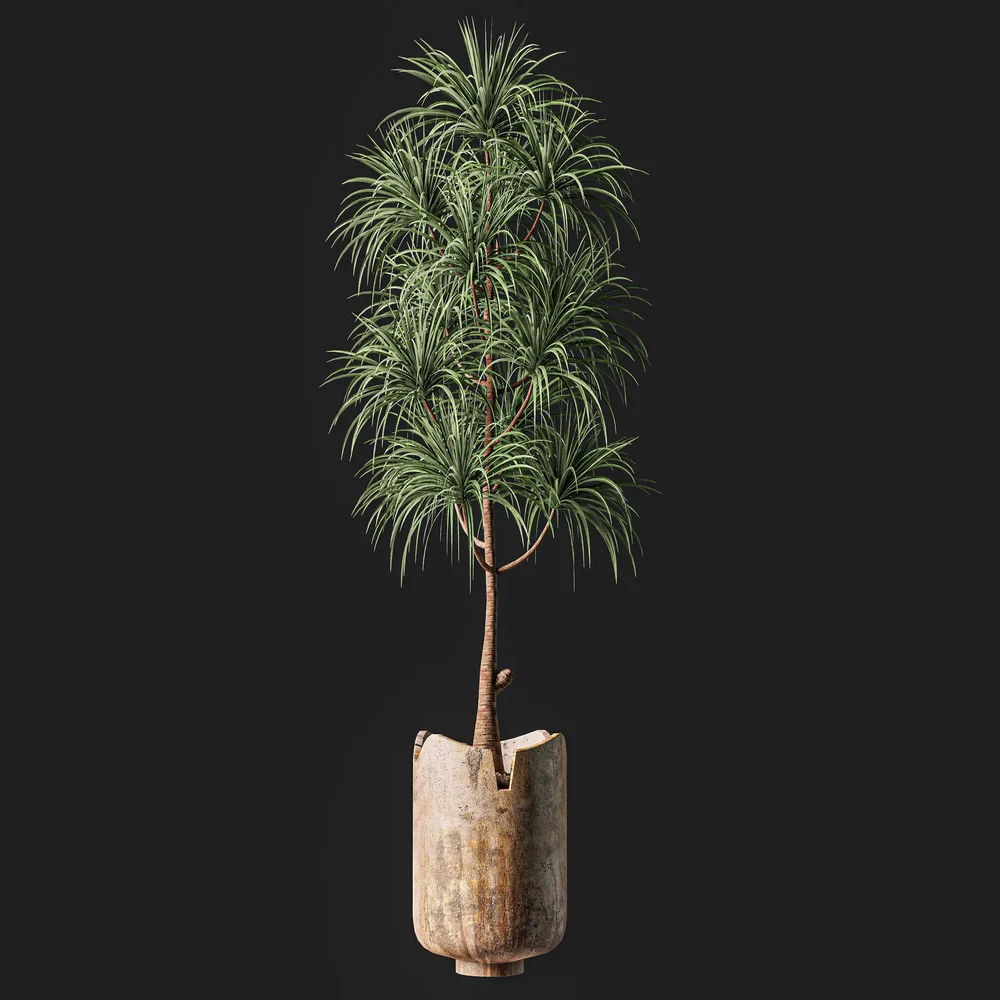 Plant
