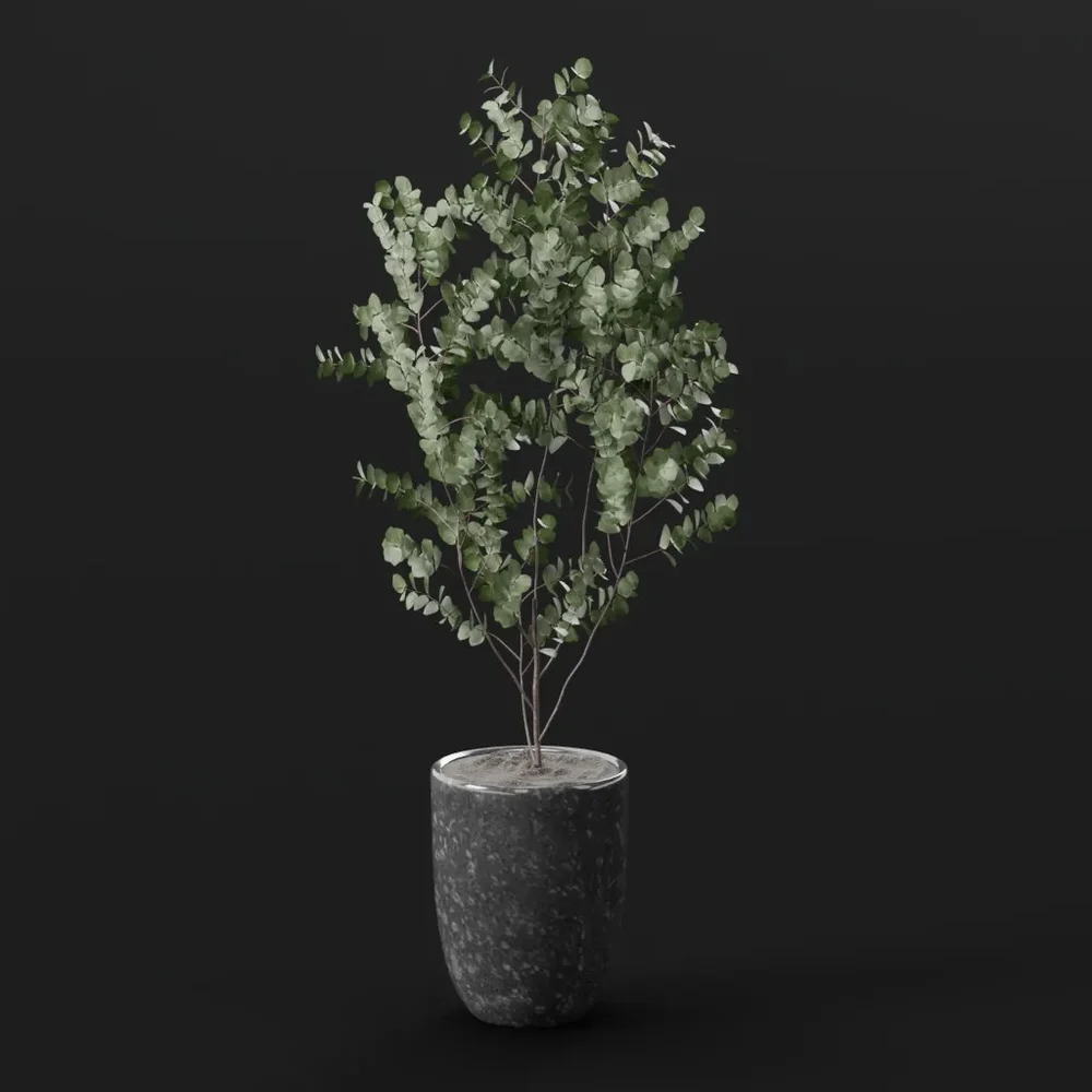 Eucalyptus Tree