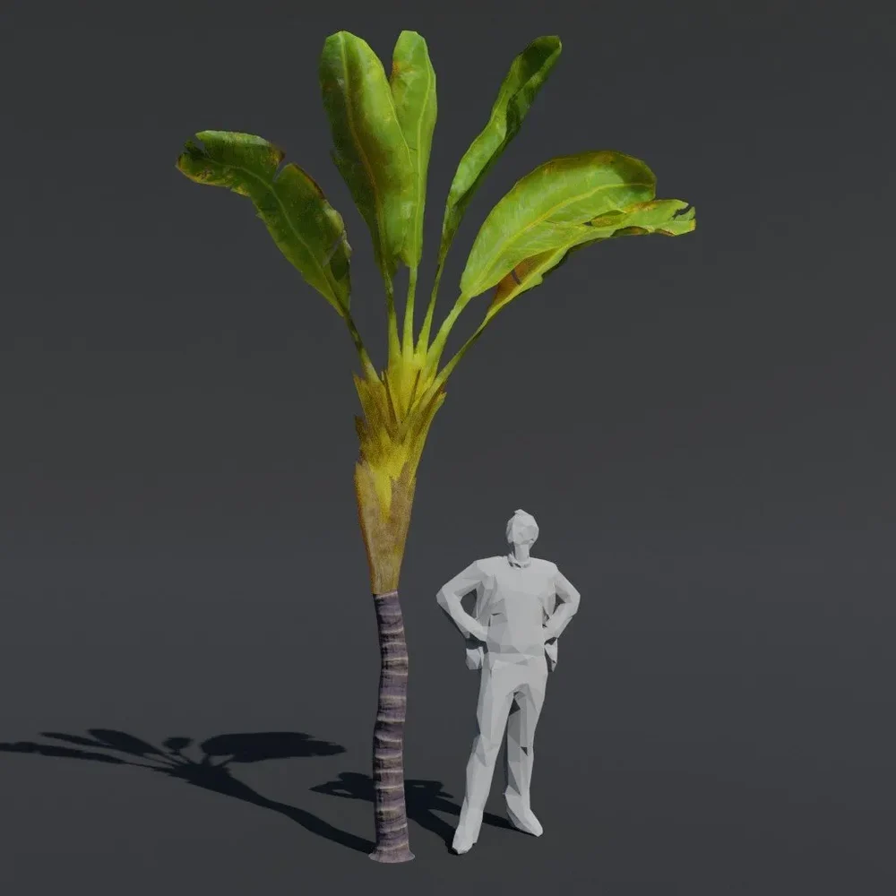 Tree Banana Palm B1