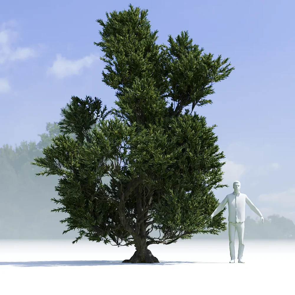 Tree Pinus Mugo