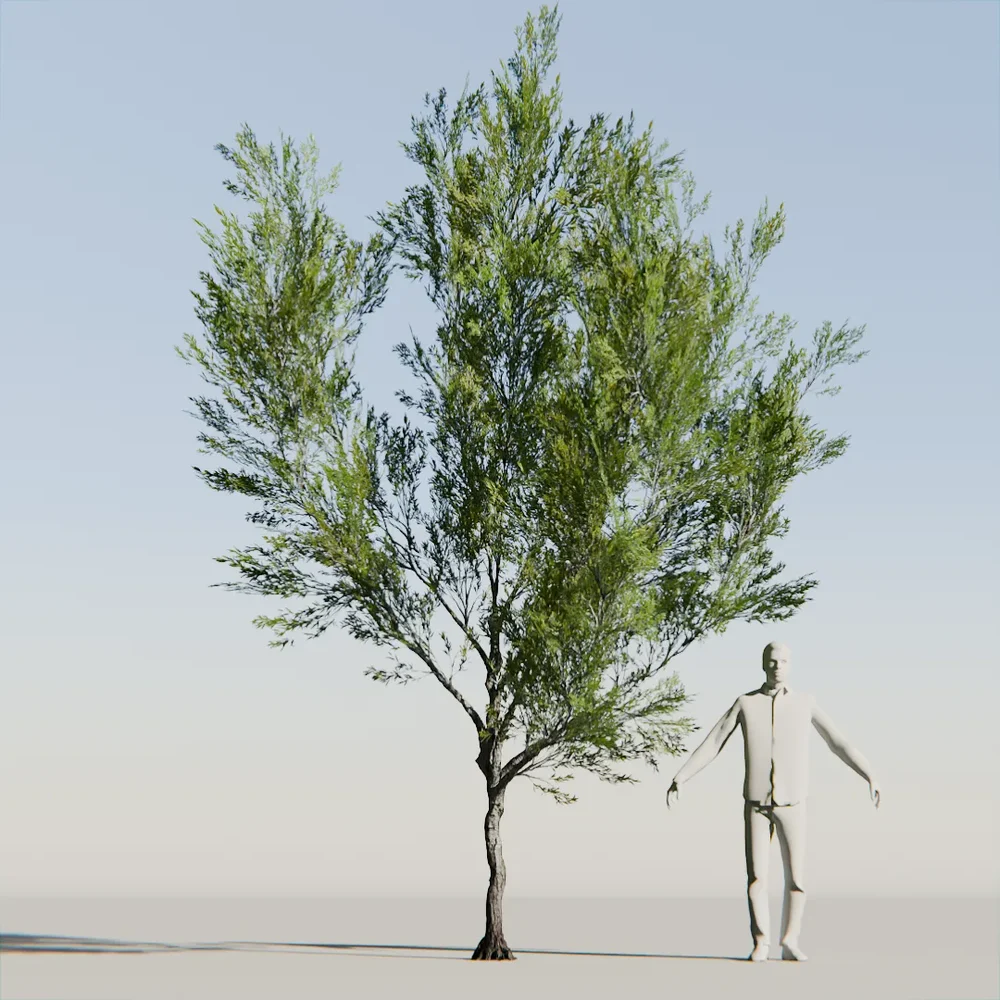 Coral Bark Tree Animated Lowpoly