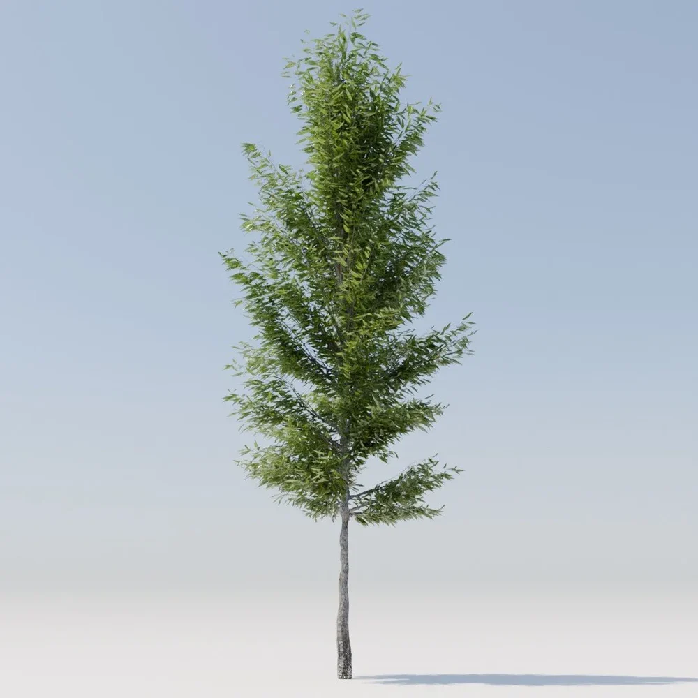 Tree Stewartia Monadelpha