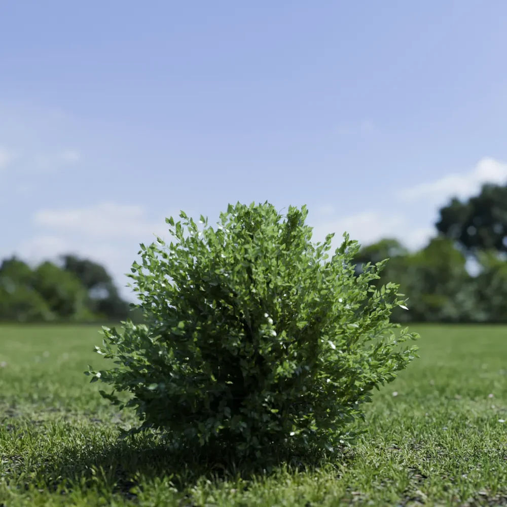 Shurb - Buxtussempervirens Boxwood