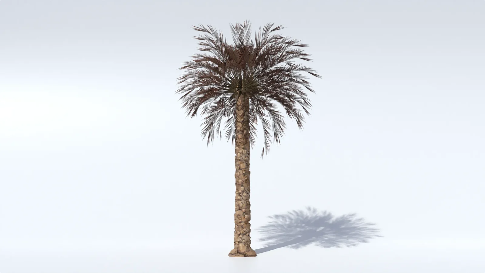 Dried Date Palm Tree