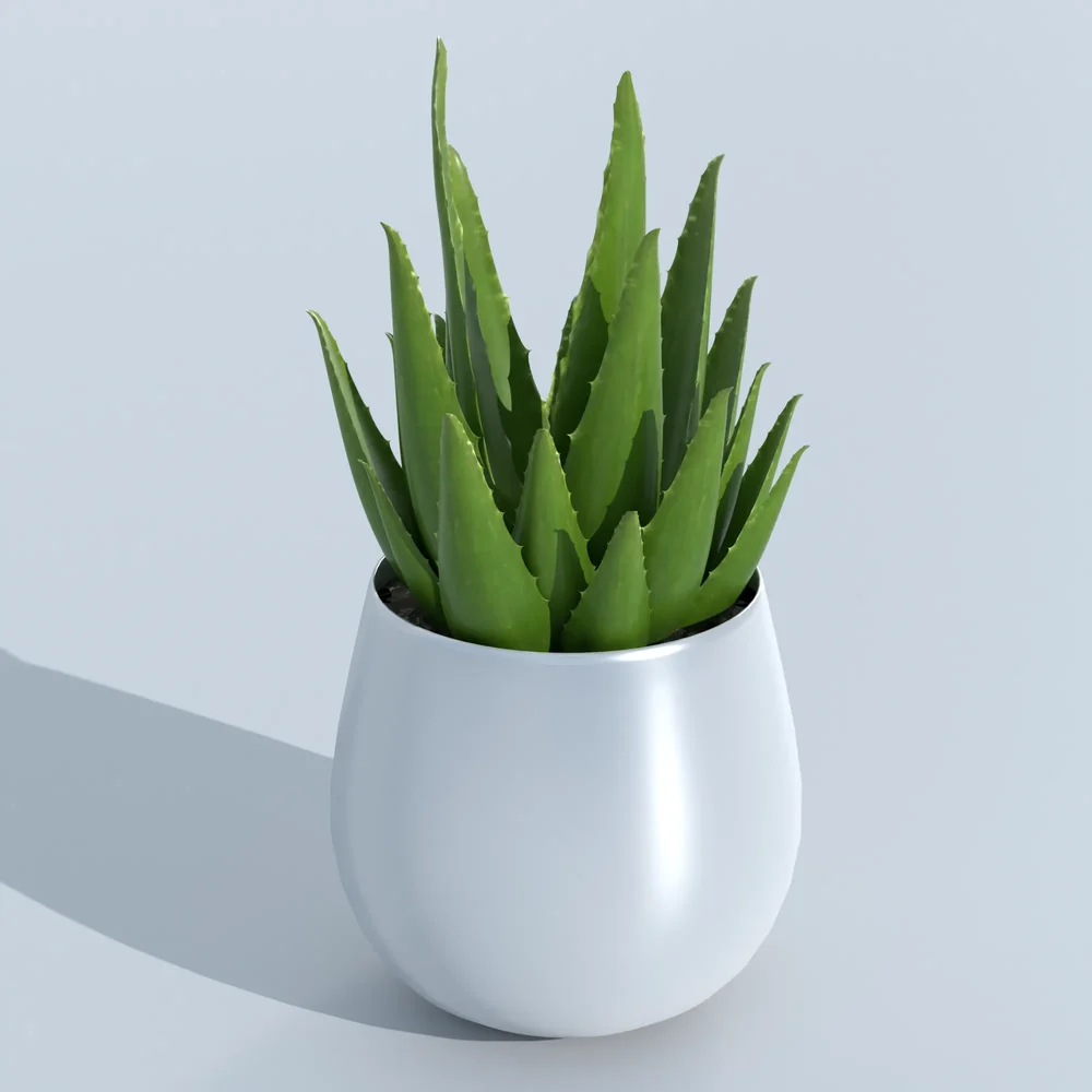 Aloe Vera Plant