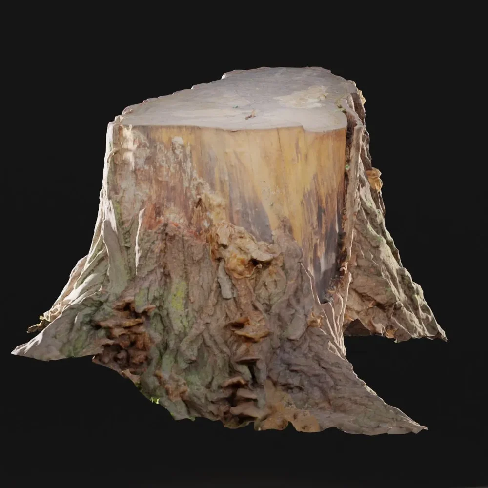 An Old Stump With Cracked Bark