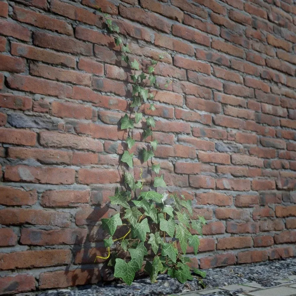 Ivy Creeper Going Up 1m 01