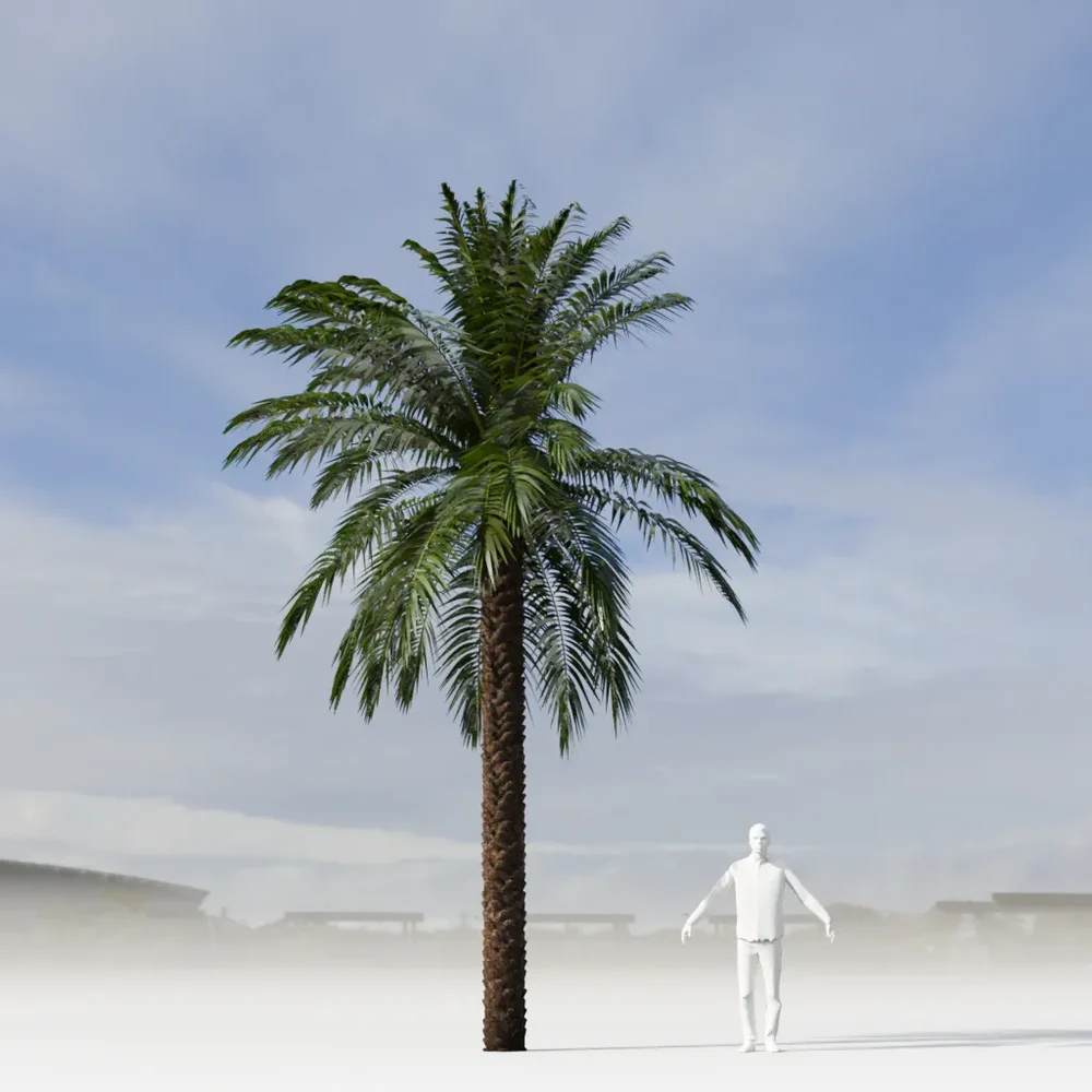Dactylifera Palm Tree