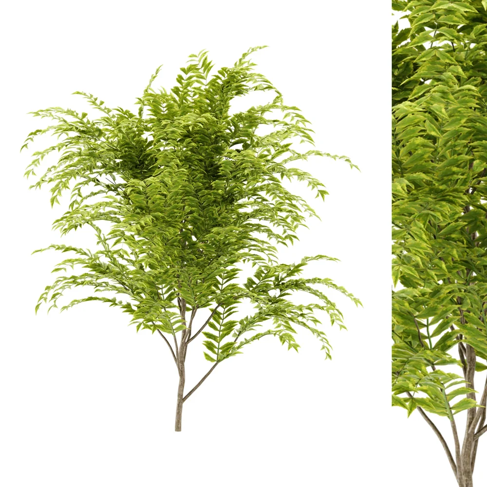 Simple Bush Plant