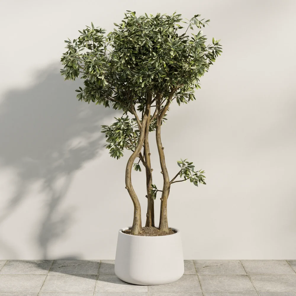 Potted Olive Tree