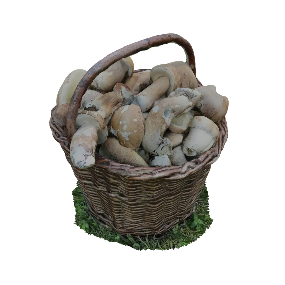 Basket With Mushrooms Laid On The Grass