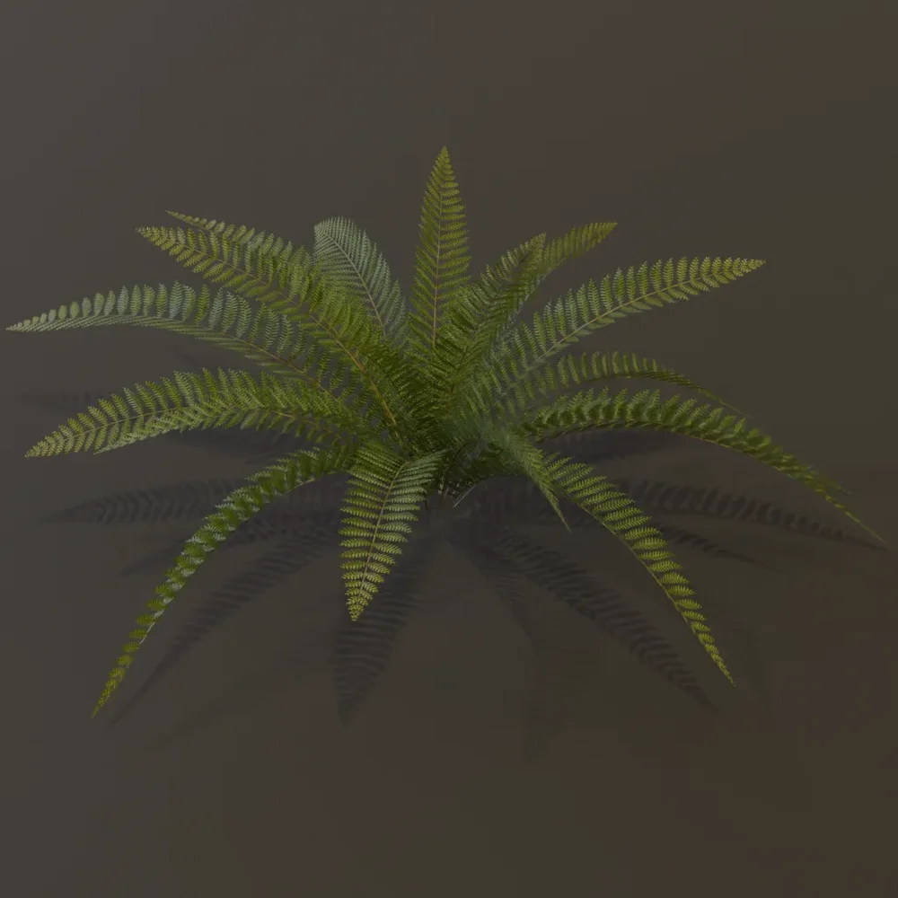 Wild Fern Medium Var