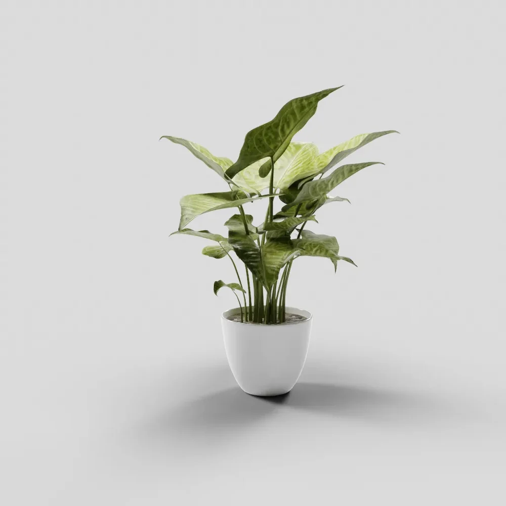Dumb Canes (Dieffenbachia)