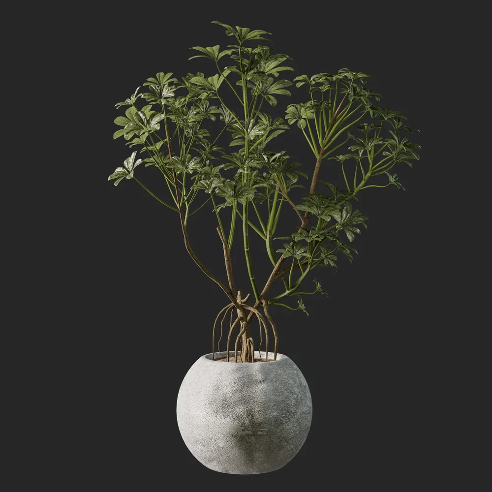 Schefflera Plant