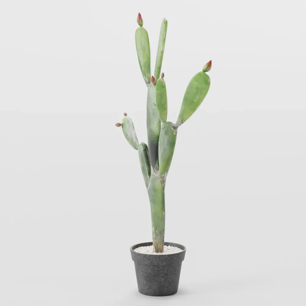 Opuntia Cactus In Black Pot With Gravel