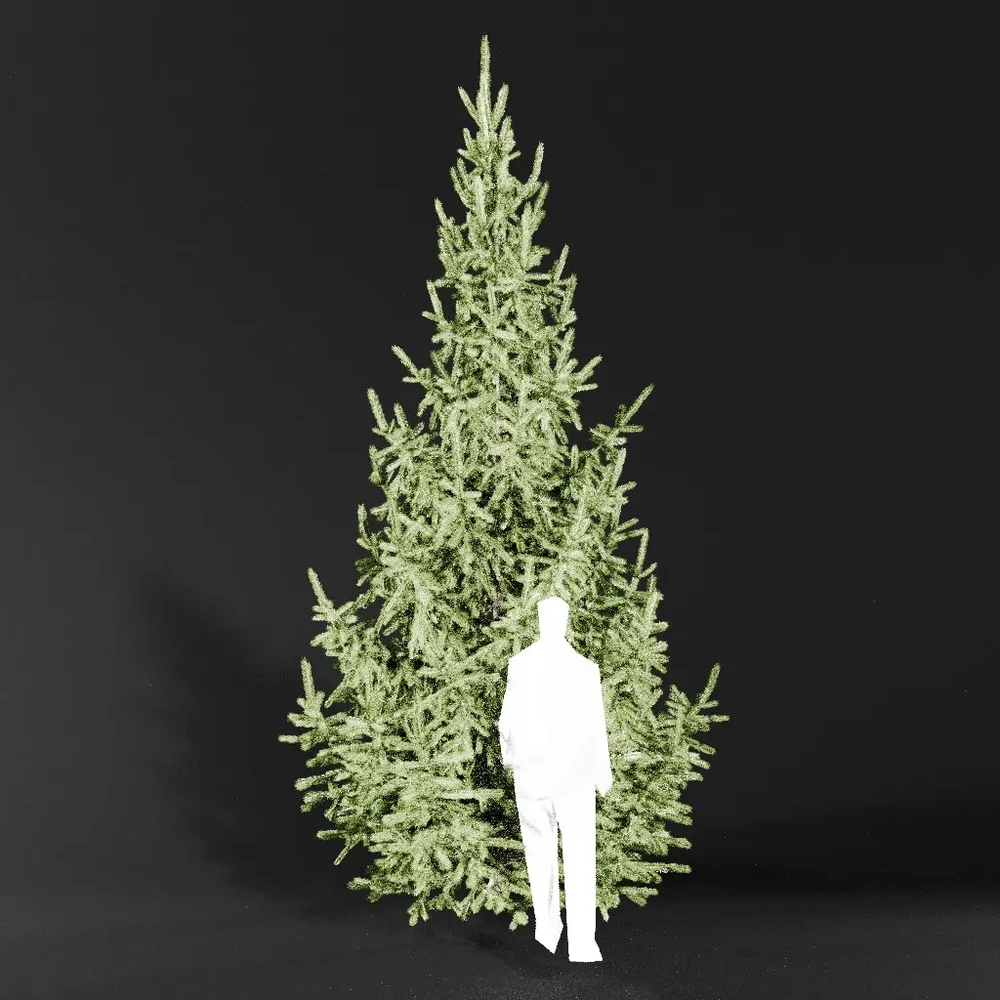 Norway Spruce Picea Abies 5.0m