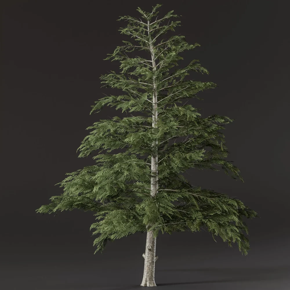 Pine Tree
