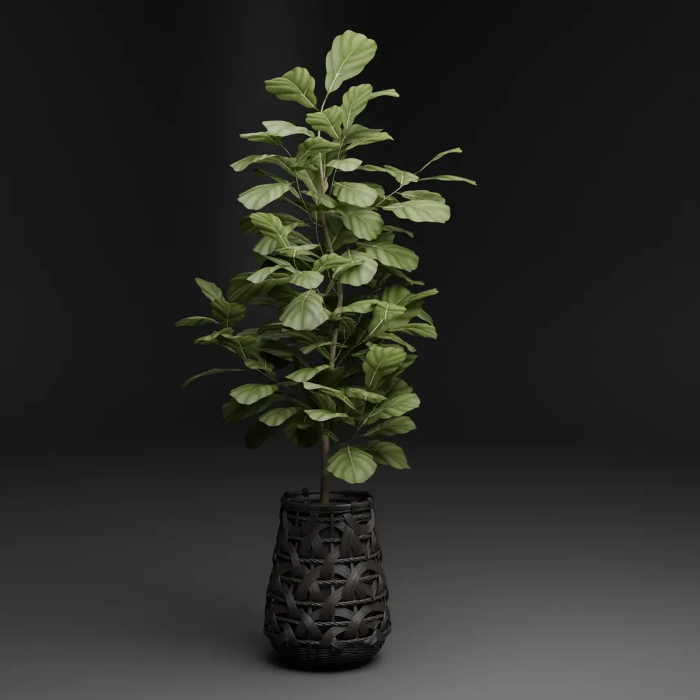 Fiddle Leaf Plant