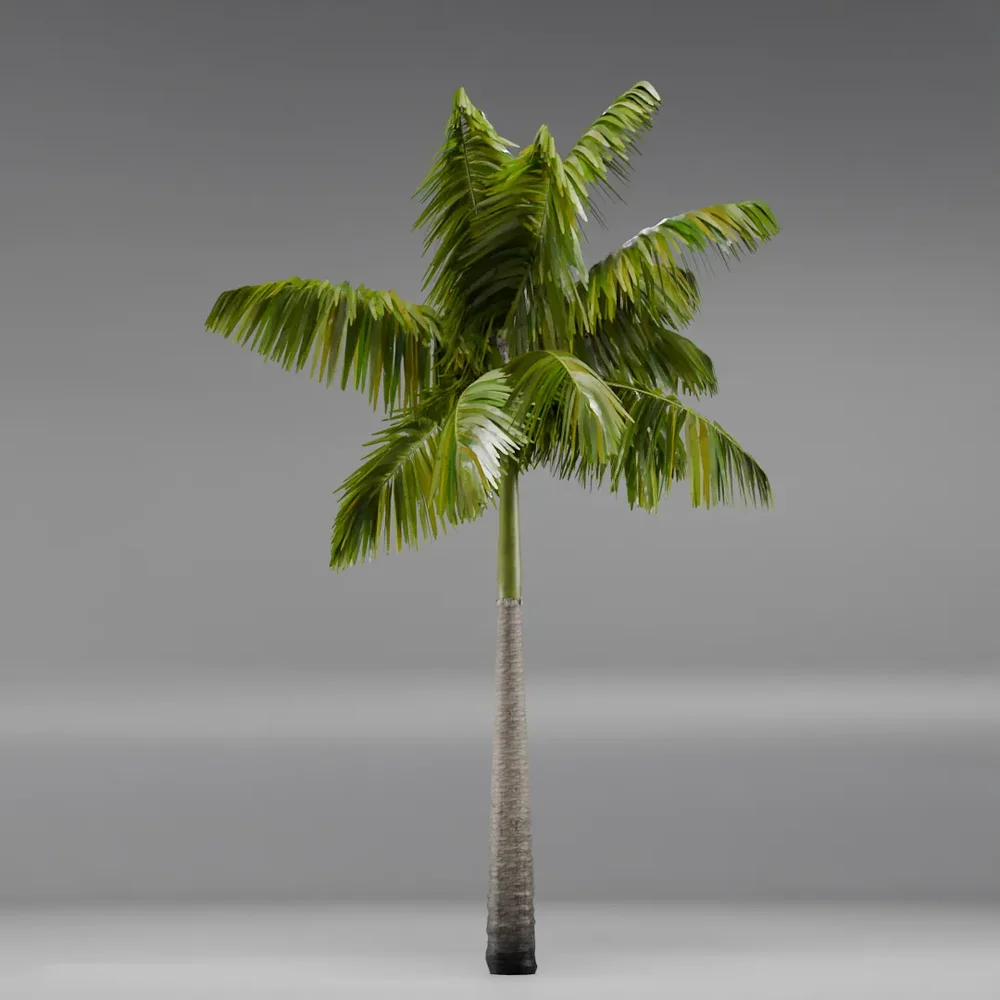 Imperial Palmtree