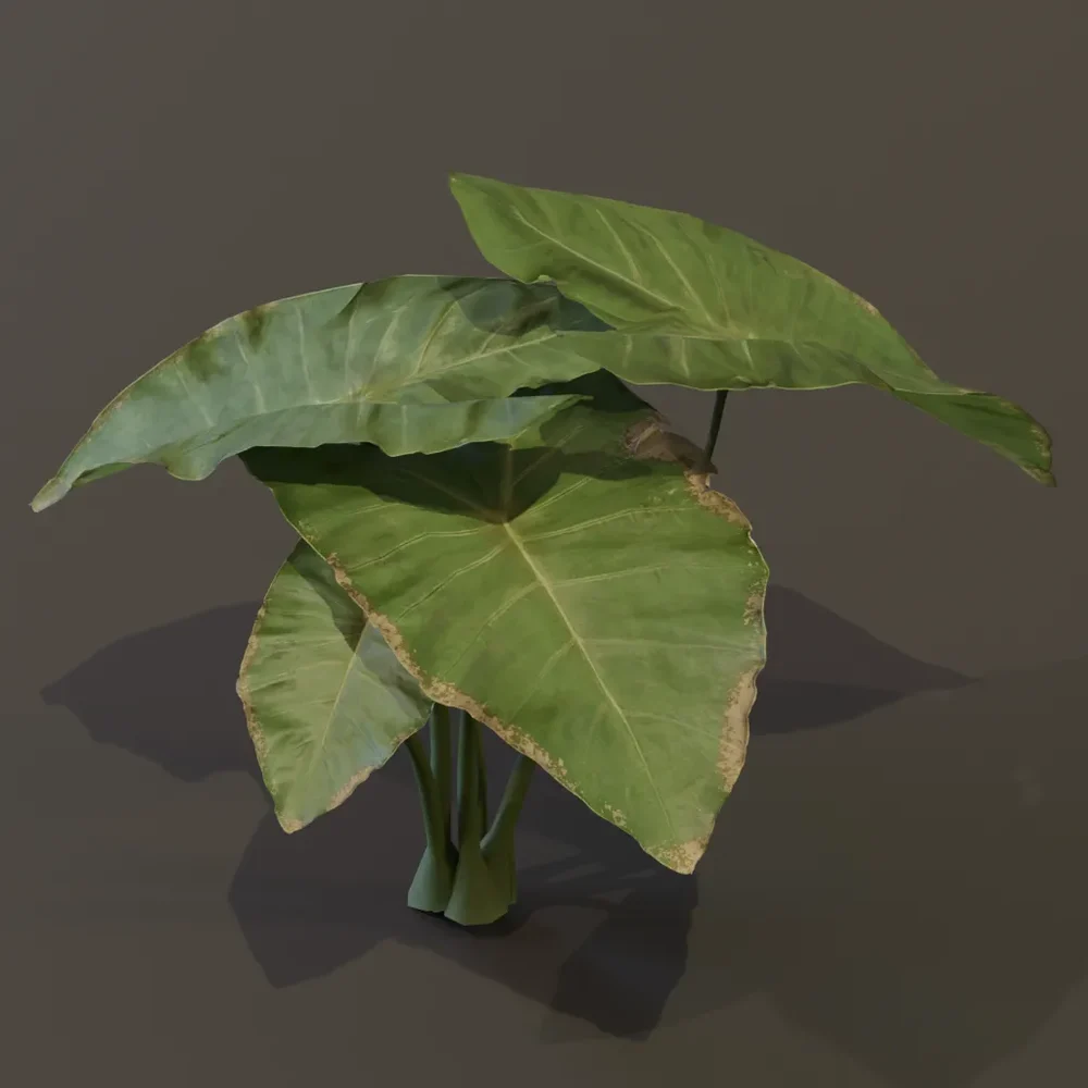 Elephant Ear Taro Plant Tiny
