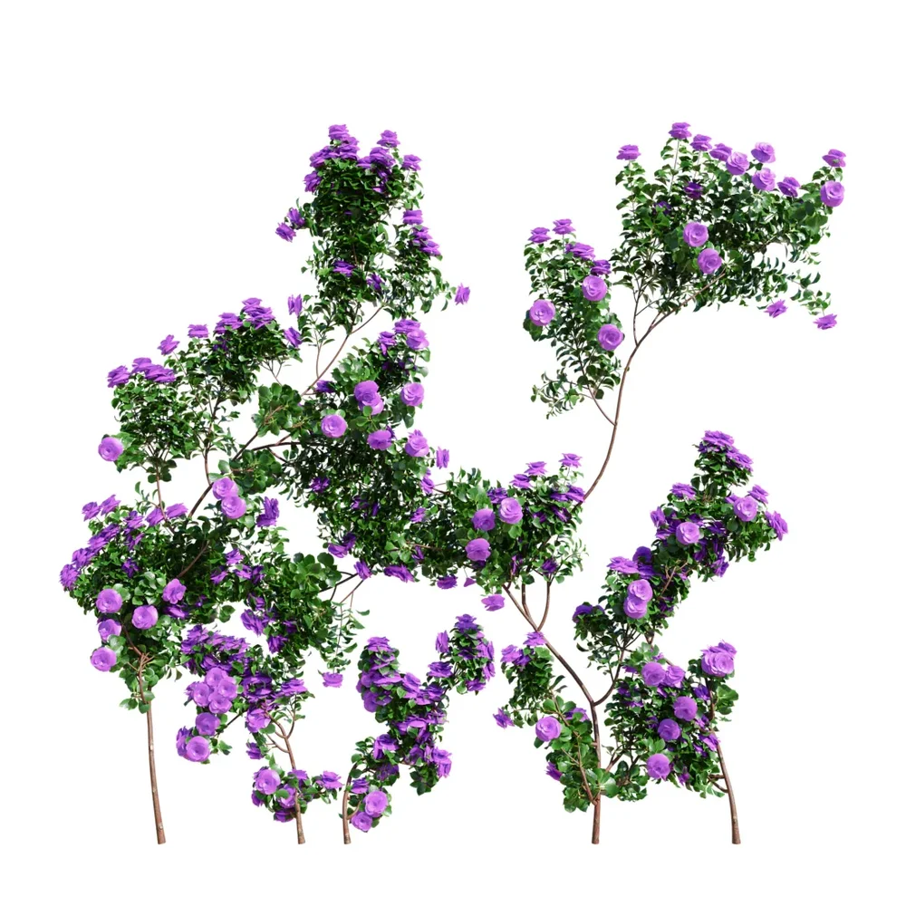 Climbing Roses Wall Grow Purple