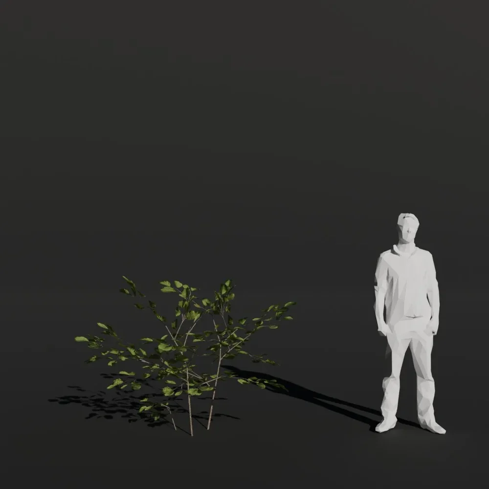Black Alder Sapling