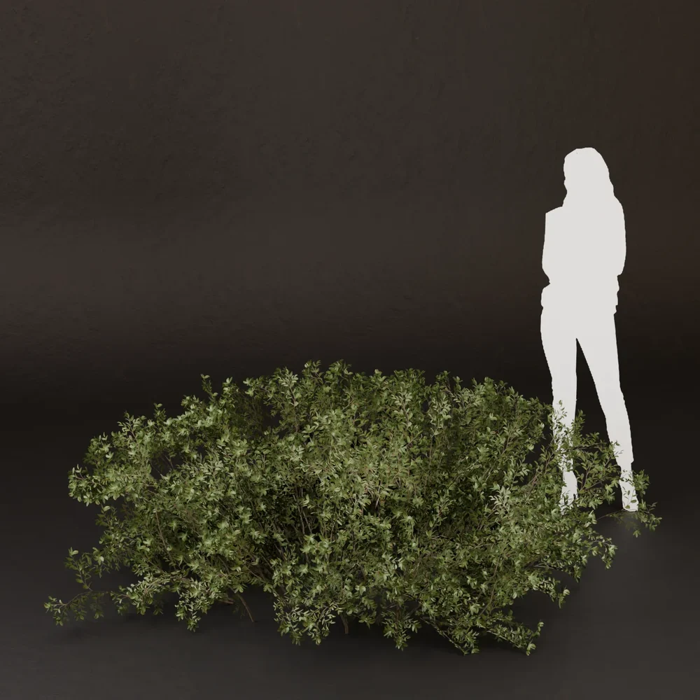 Sj-Low Shadow Garden Bush