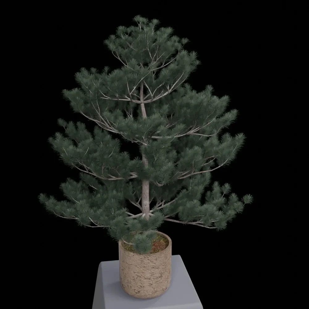 Ornamental Shrub