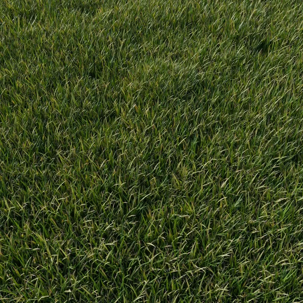 Garden Lawn Grass Grown