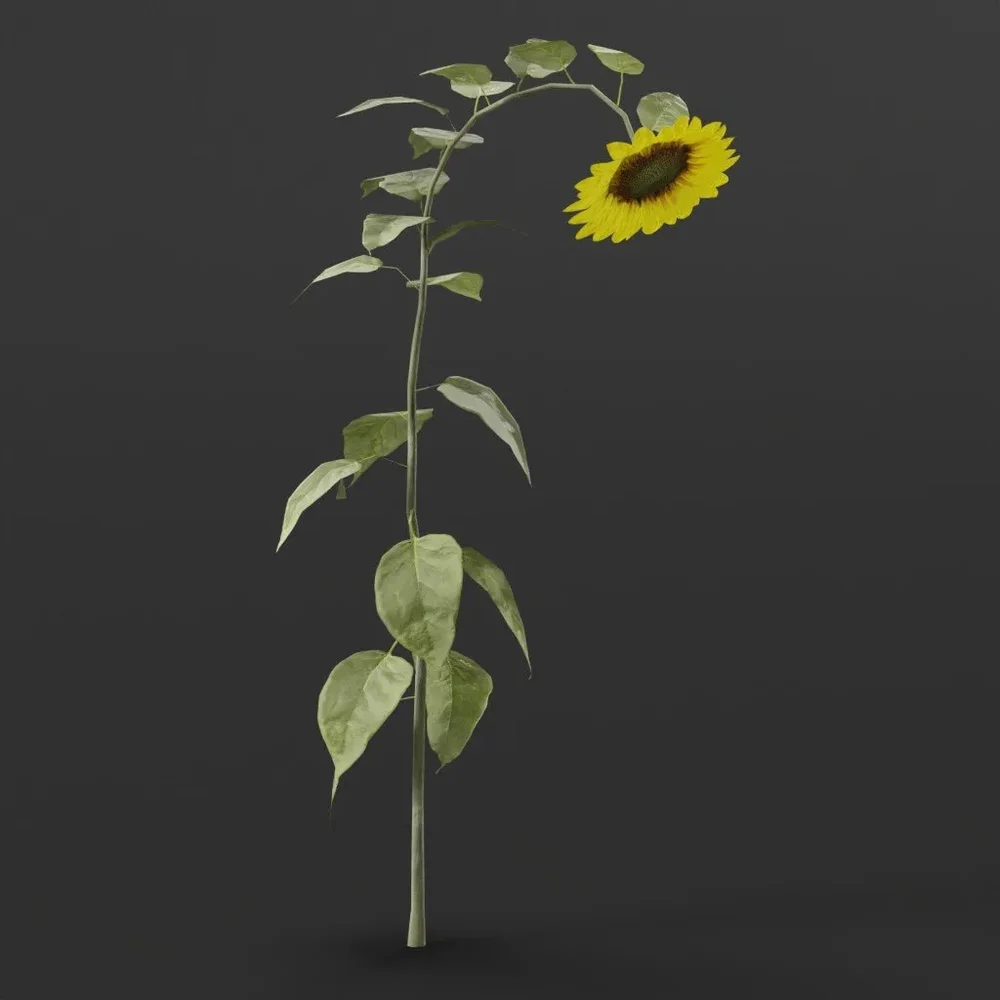 Flower Sunflower Large Variation