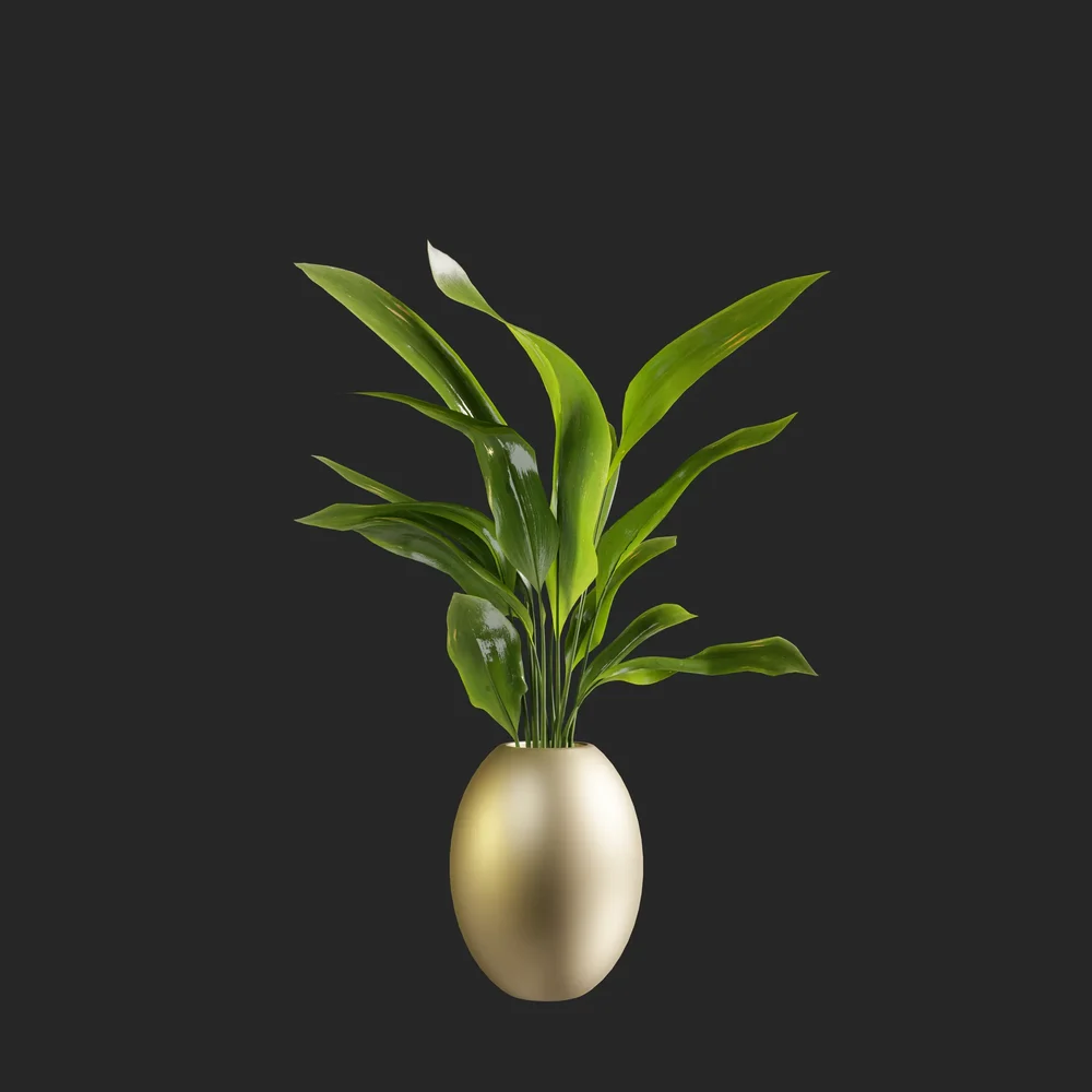 Plant