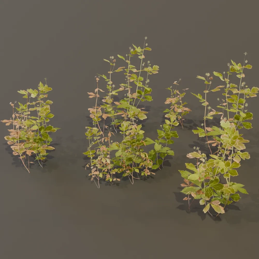 Geum Urbanum Weed Herbal Plant