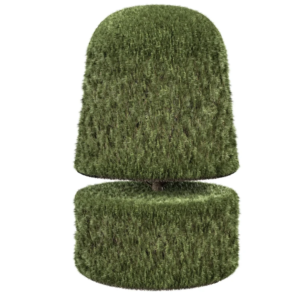 Boxwood