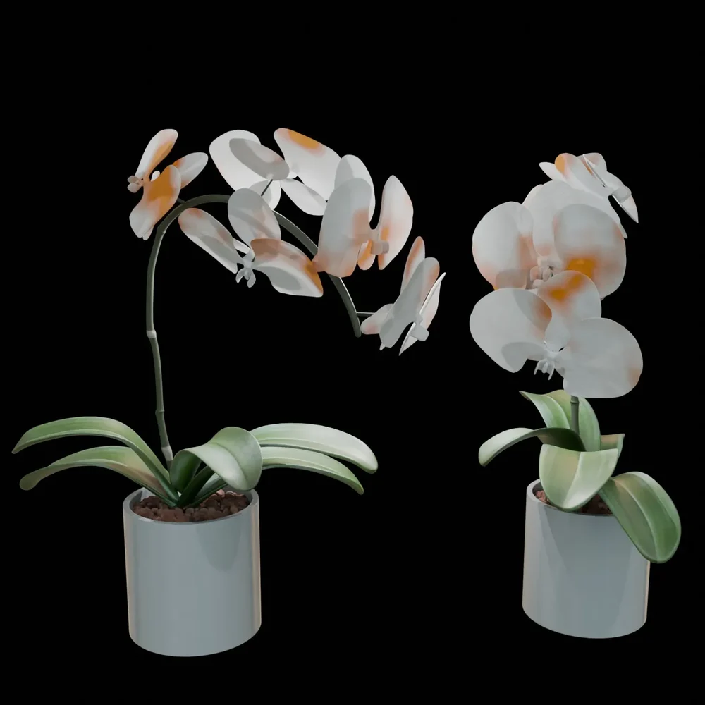 Realistic Phalaenopsis Orchid Flower