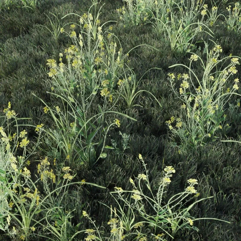 Grass Tall Golden Flower