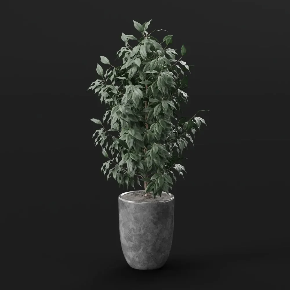 Ficus Indoor Tree