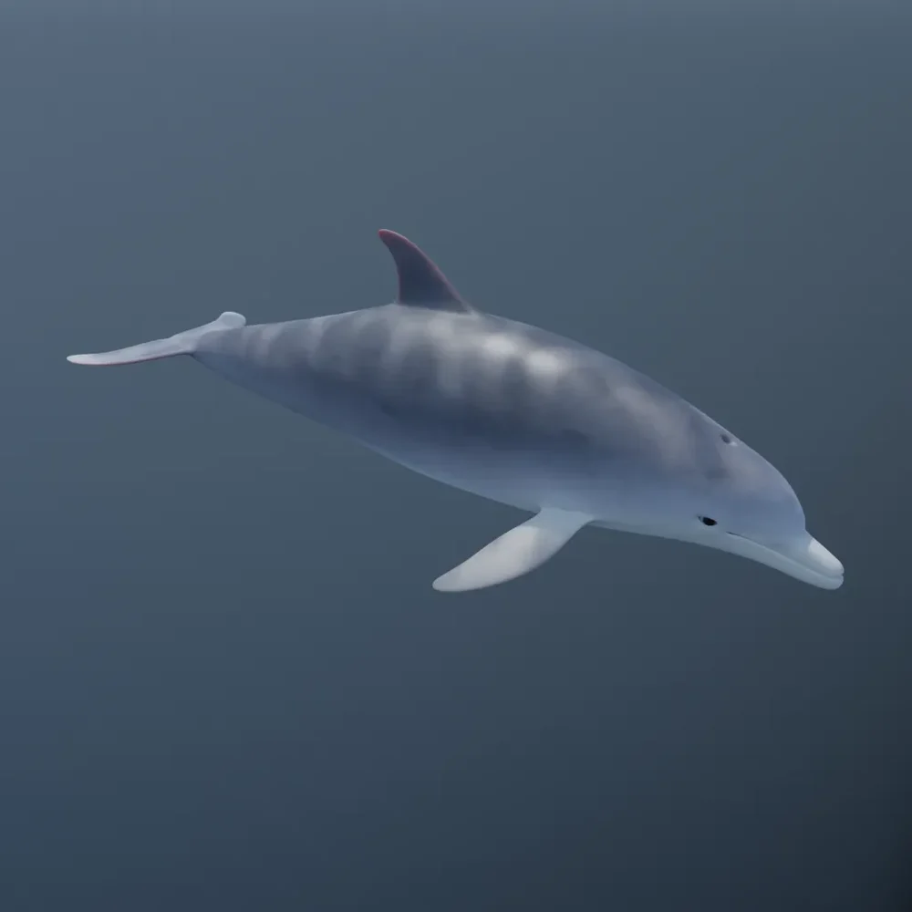 Animated Bottlenose Dolphin