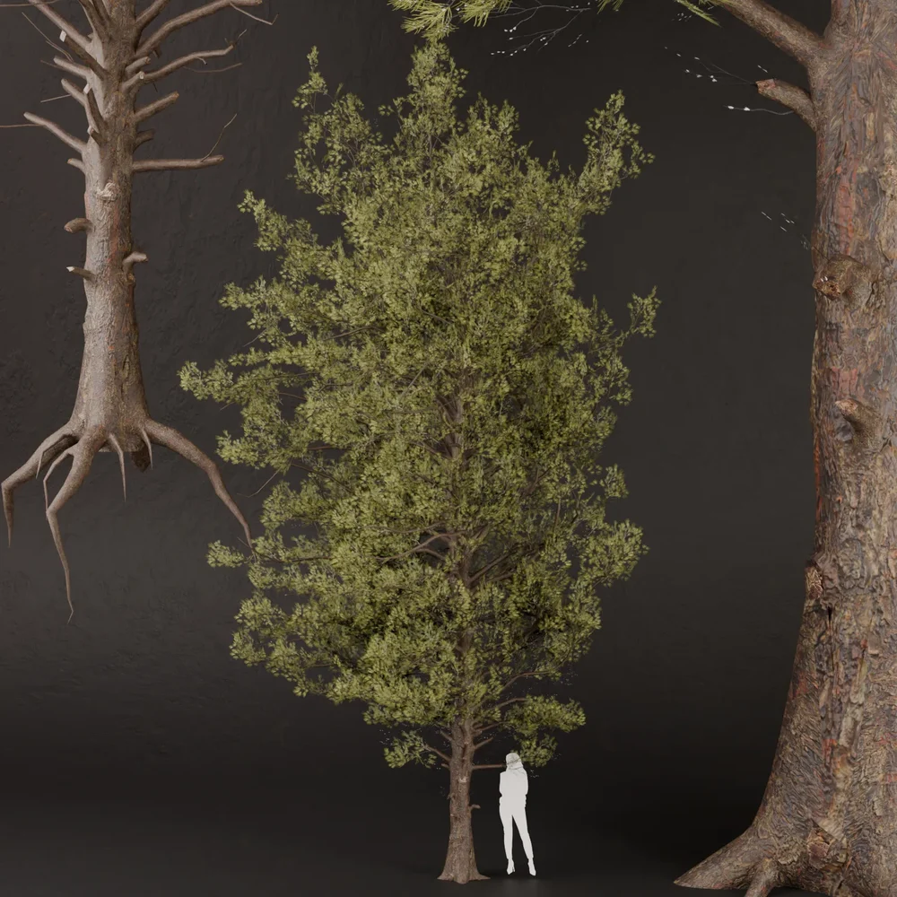Sj-Detailed Spruce Tree