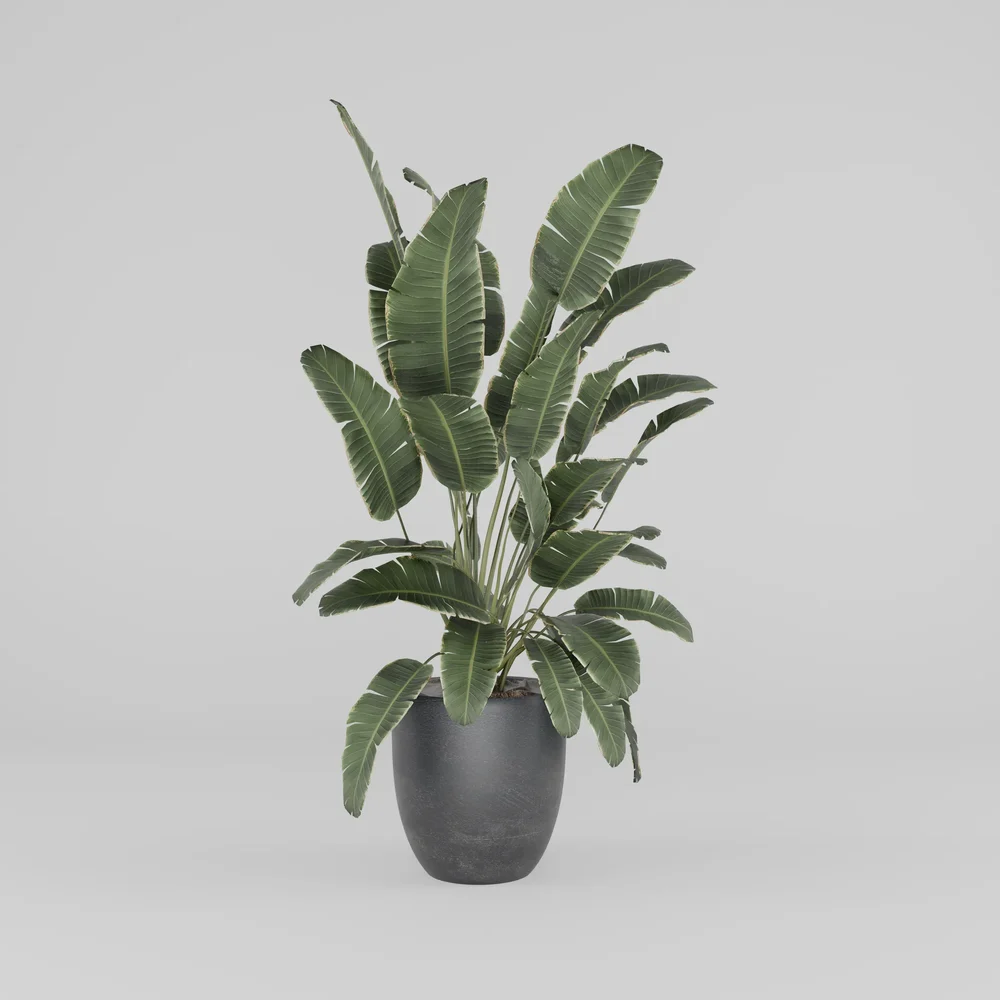 Banana Plants