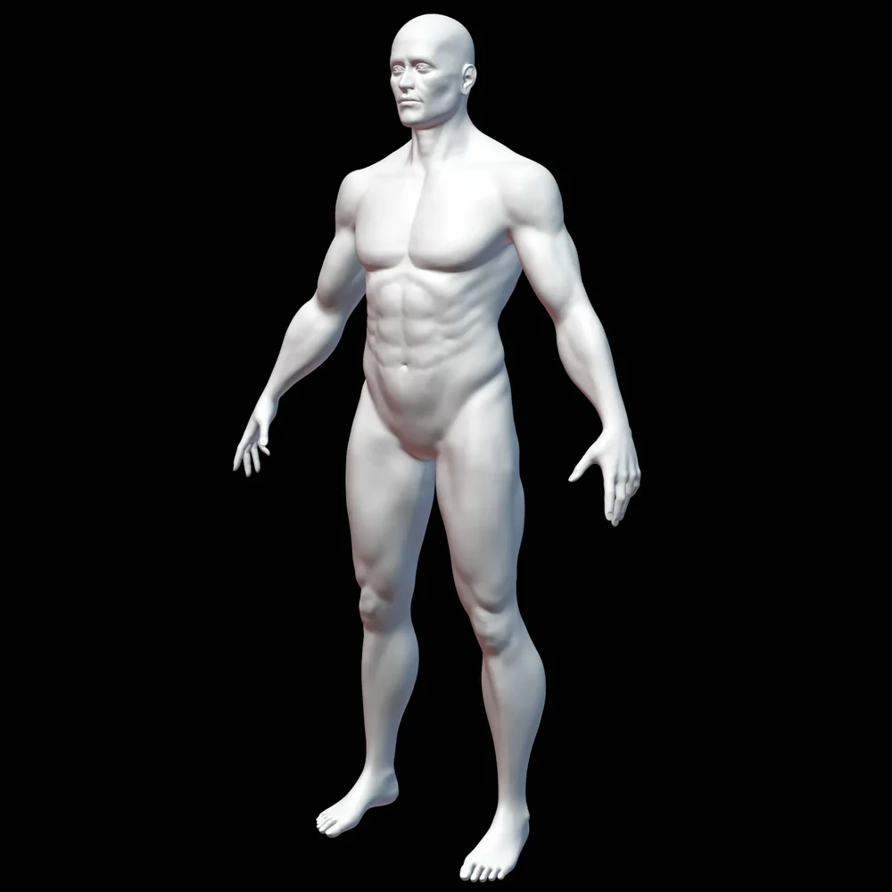 Male Base Mesh - Muscular